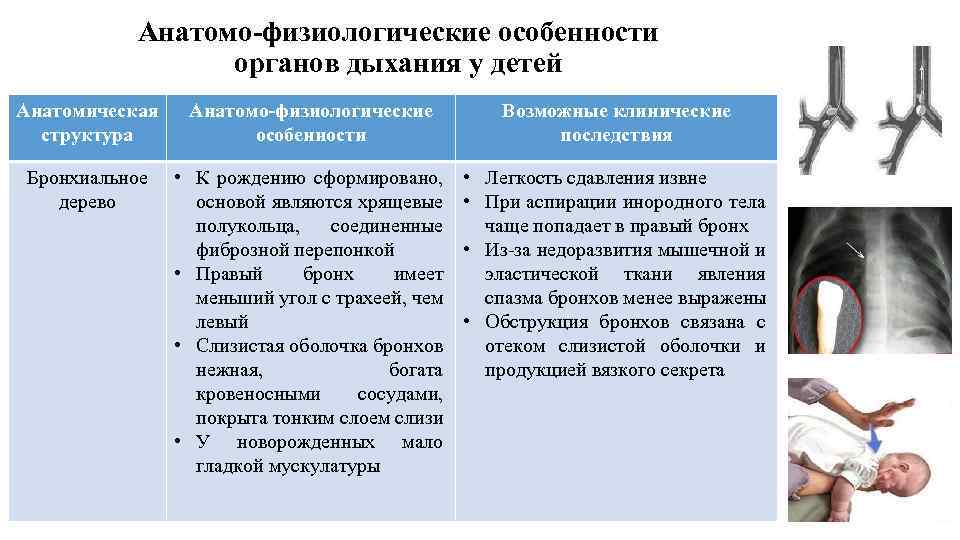 Анатомо-физиологические особенности органов дыхания у детей Анатомическая структура Анатомо-физиологические особенности Возможные клинические последствия Бронхиальное