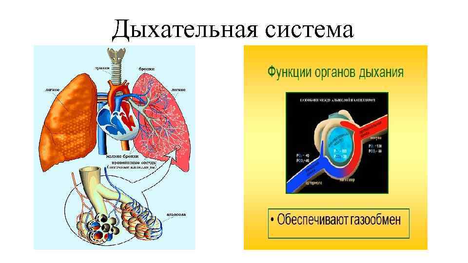 Дыхательная система 