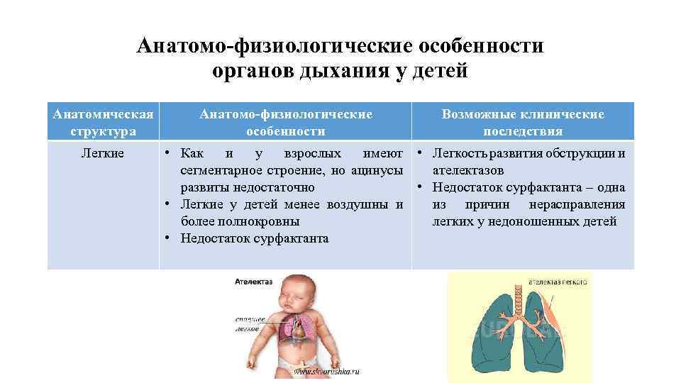 Анатомо-физиологические особенности органов дыхания у детей Анатомическая структура Легкие Анатомо-физиологические особенности Возможные клинические последствия