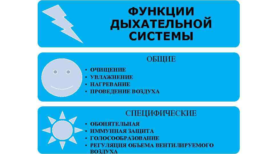 ФУНКЦИИ ДЫХАТЕЛЬНОЙ СИСТЕМЫ ОБЩИЕ • • ОЧИЩЕНИЕ УВЛАЖНЕНИЕ НАГРЕВАНИЕ ПРОВЕДЕНИЕ ВОЗДУХА СПЕЦИФИЧЕСКИЕ • •