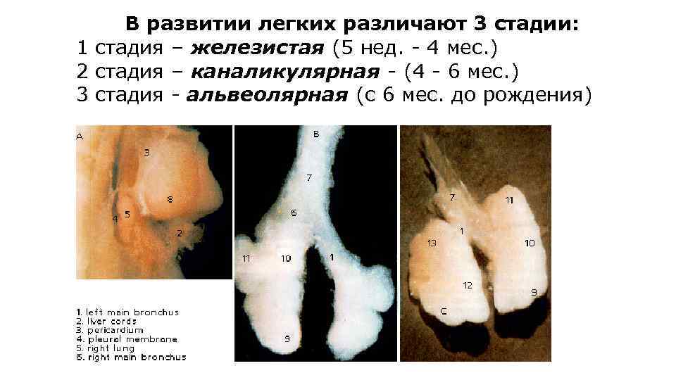 В развитии легких различают 3 стадии: 1 стадия – железистая (5 нед. - 4