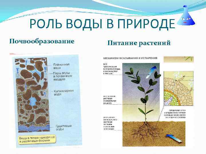 РОЛЬ ВОДЫ В ПРИРОДЕ Почвообразование Питание растений 