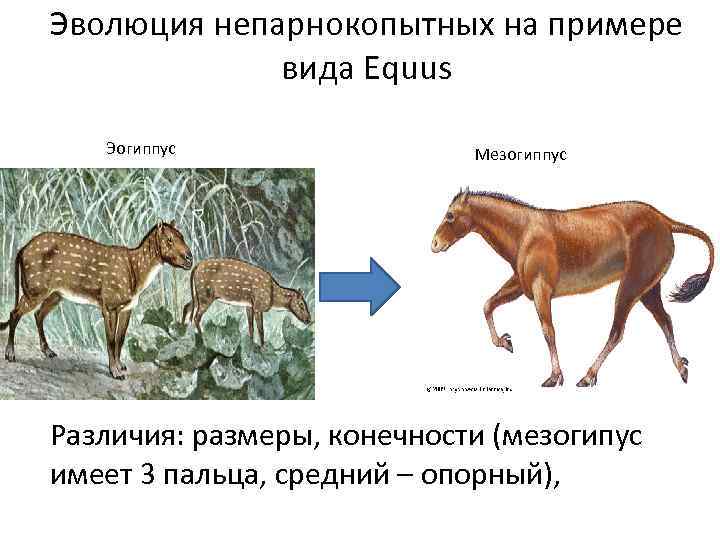 Копытные млекопитающие презентация