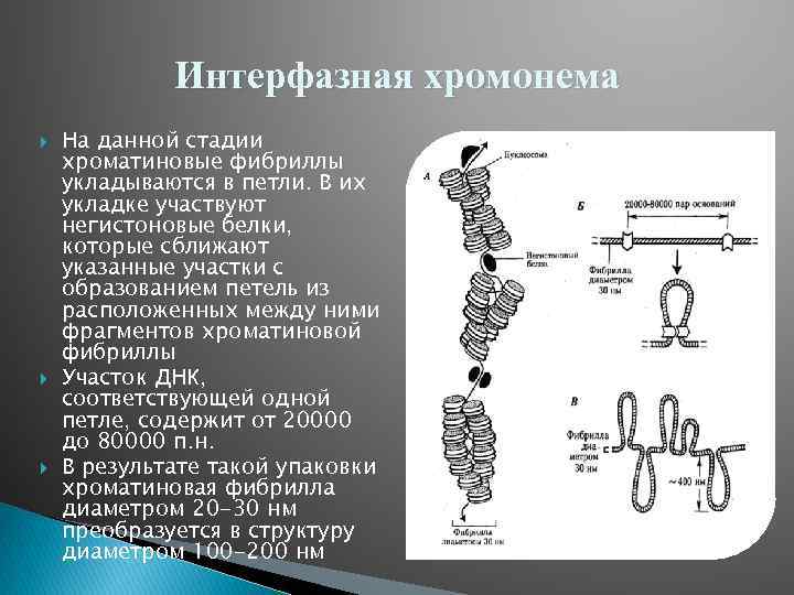 Интерфазная хромонема На данной стадии хроматиновые фибриллы укладываются в петли. В их укладке участвуют