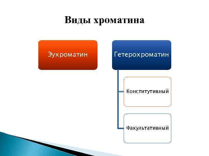 Виды хроматина Эухроматин Гетерохроматин Конститутивный Факультативный 