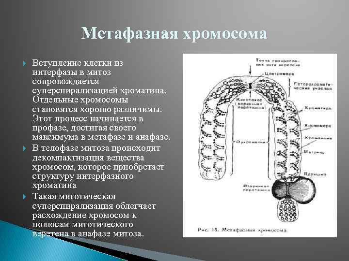 Метафазная хромосома Вступление клетки из интерфазы в митоз сопровождается суперспирализацией хроматина. Отдельные хромосомы становятся