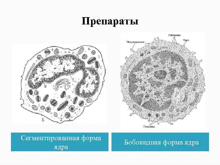 Препараты Сегментированная форма ядра Бобовидная форма ядра 