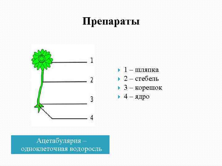 Препараты Ацетабулярия – одноклеточная водоросль 1 – шляпка 2 – стебель 3 – корешок