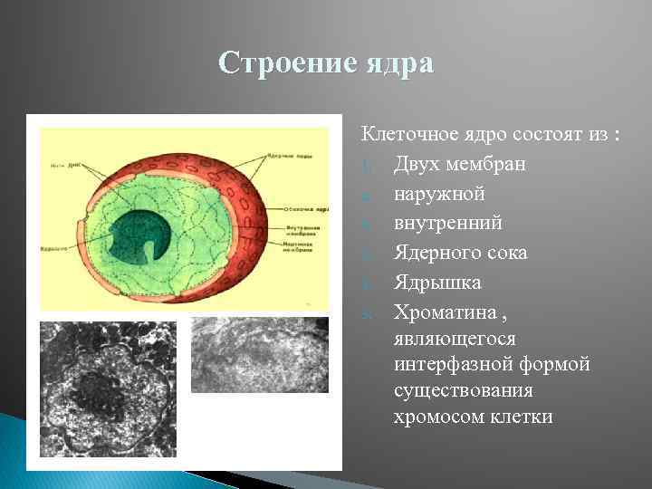 Строение ядра Клеточное ядро состоят из : 1. Двух мембран a. наружной b. внутренний