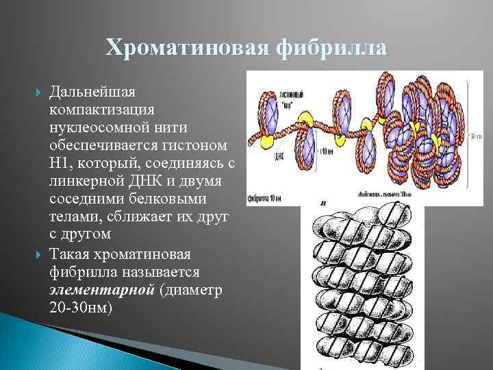 Хроматиновая фибрилла Дальнейшая компактизация нуклеосомной нити обеспечивается гистоном Н 1, который, соединяясь с линкерной