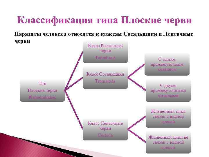 Классификация типа Плоские черви Паразиты человека относятся к классам Сосальщики и Ленточные черви Класс