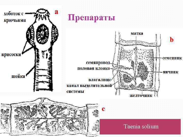 а Препараты b c Taenia solium 