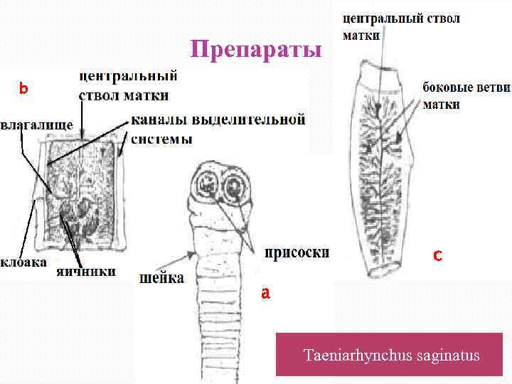 Препараты b c a Taeniarhynchus saginatus 