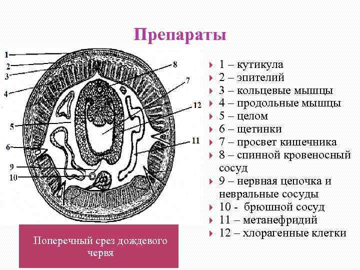 Препараты Поперечный срез дождевого червя 1 – кутикула 2 – эпителий 3 – кольцевые