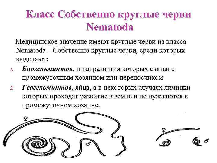 Класс Собственно круглые черви Nematoda Медицинское значение имеют круглые черви из класса Nematoda –