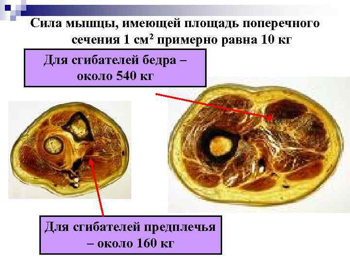 Сила мышцы, имеющей площадь поперечного сечения 1 см 2 примерно равна 10 кг Для