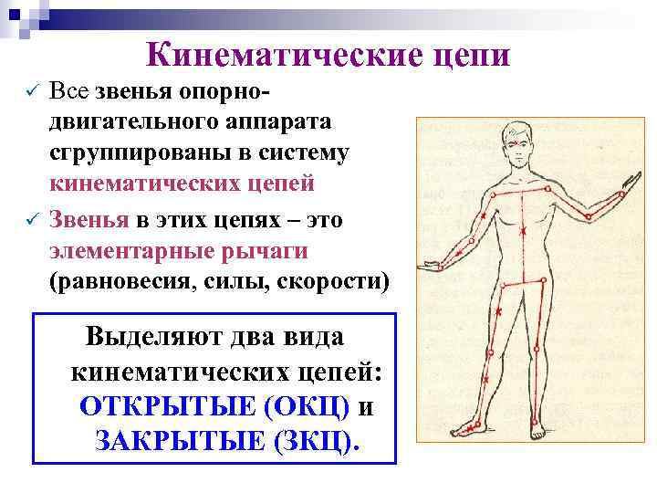Кинематические цепи ü ü Все звенья опорнодвигательного аппарата сгруппированы в систему кинематических цепей Звенья
