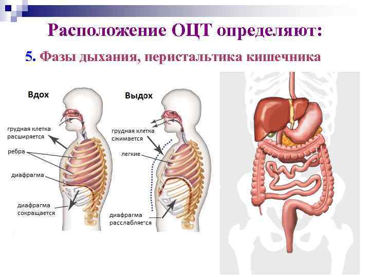 Расположение ОЦТ определяют: 5. Фазы дыхания, перистальтика кишечника 