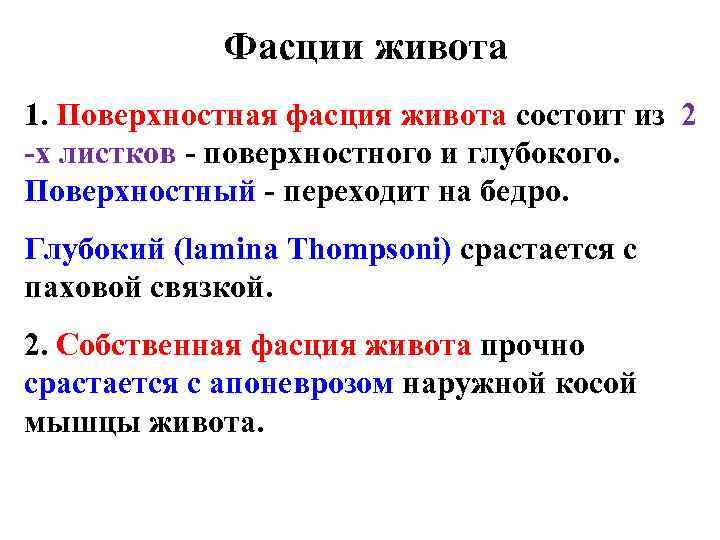 Фасции живота 1. Поверхностная фасция живота состоит из 2 -х листков - поверхностного и