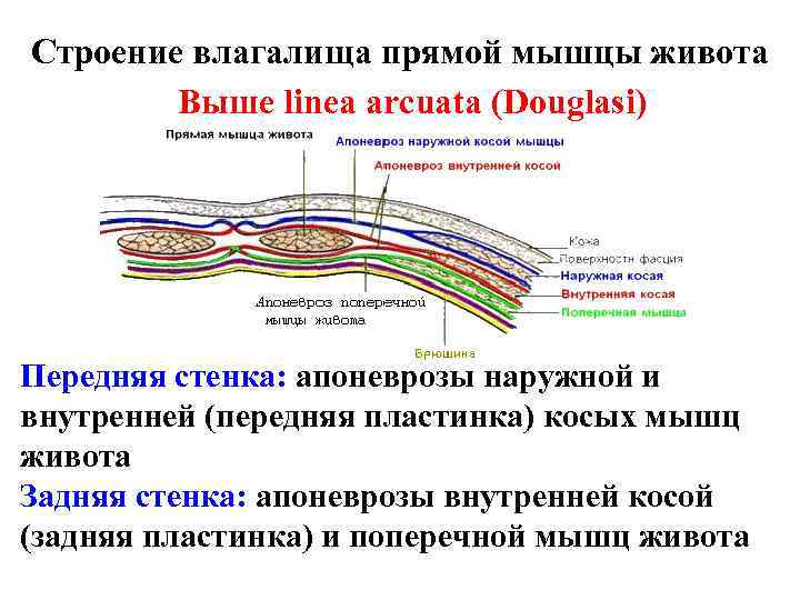 Строение влагалища прямой мышцы живота Выше linea arcuata (Douglasi) Передняя стенка: апоневрозы наружной и