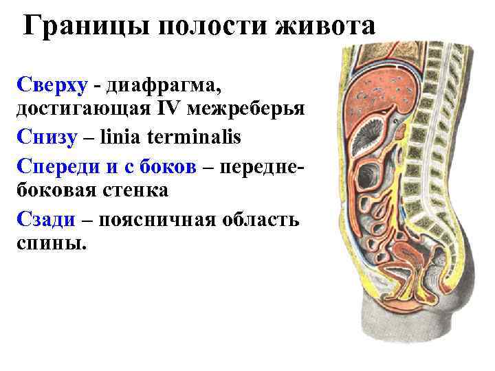 Границы полости живота Сверху - диафрагма, достигающая IV межреберья Cнизу – linia terminalis Cпереди