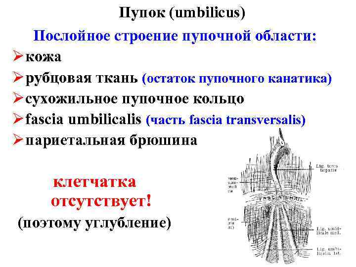 Пупок (umbilicus) Послойное строение пупочной области: Ø кожа Ø рубцовая ткань (остаток пупочного канатика)