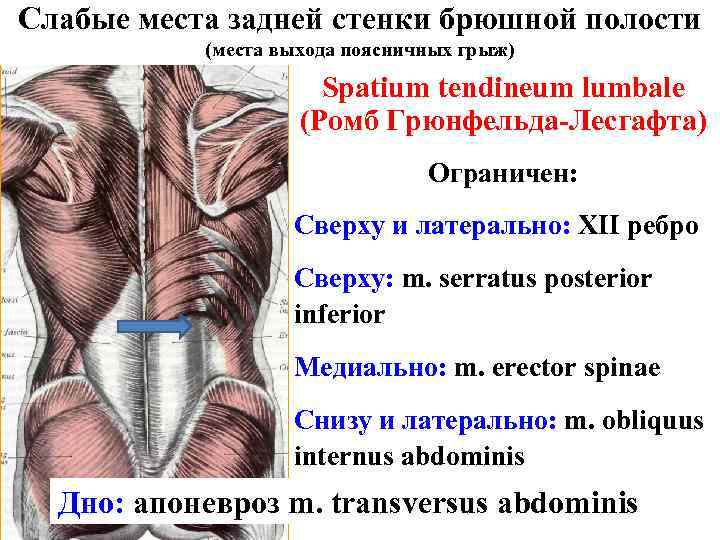 Топография брюшной стенки презентация