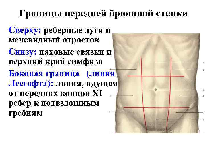 Границы передней брюшной стенки Сверху: реберные дуги и мечевидный отросток Cнизу: паховые связки и