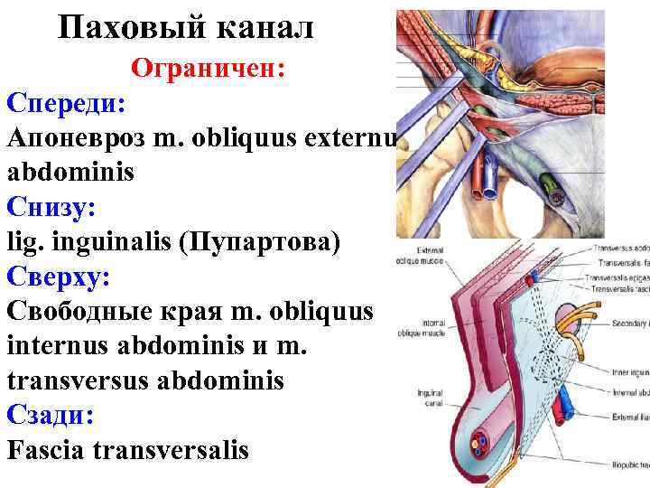 Паховый канал Ограничен: Спереди: Апоневроз m. obliquus externus abdominis Снизу: lig. inguinalis (Пупартова) Сверху: