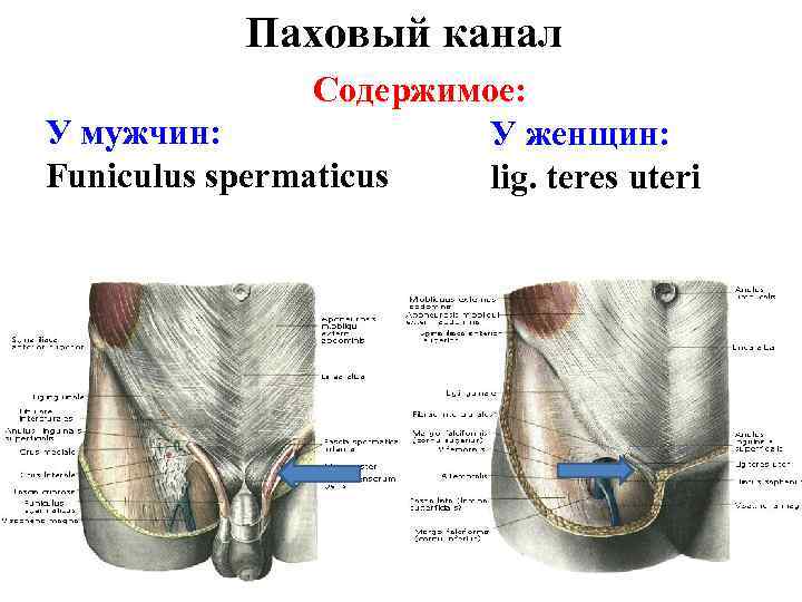 Паховый канал Содержимое: У мужчин: У женщин: Funiculus spermaticus lig. teres uteri 