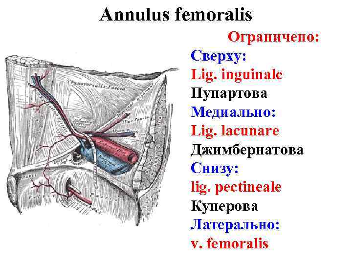 Annulus femoralis Ограничено: Сверху: Lig. inguinale Пупартова Медиально: Lig. lacunare Джимбернатова Снизу: lig. pectineale