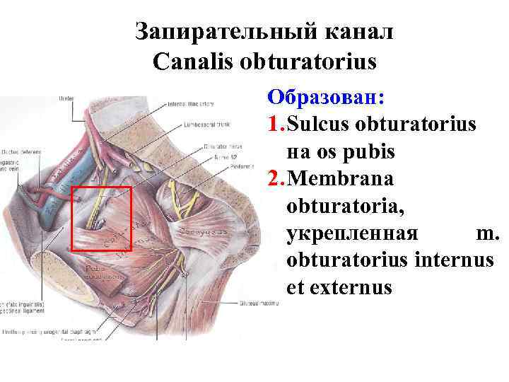 Запирательный канал Canalis obturatorius Образован: 1. Sulcus obturatorius на os pubis 2. Membrana obturatoria,