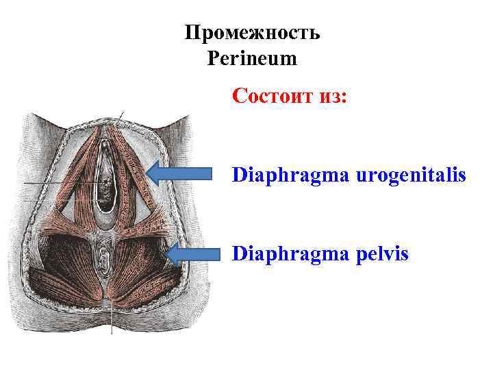 Промежность Perineum Состоит из: Diaphragma urogenitalis Diaphragma pelvis 