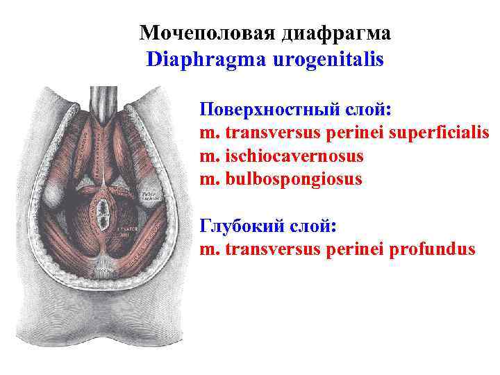 Мочеполовая диафрагма Diaphragma urogenitalis Поверхностный слой: m. transversus perinei superficialis m. ischiocavernosus m. bulbospongiosus