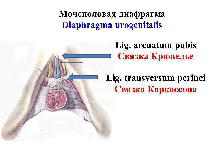 Мочеполовая диафрагма Diaphragma urogenitalis Lig. arcuatum pubis Связка Крювелье Lig. transversum perinei Связка Каркассона