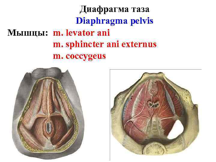 Диафрагма таза Diaphragma pelvis Мышцы: m. levator ani m. sphincter ani externus m. coccygeus