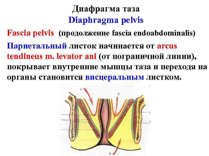 Диафрагма таза Diaphragma pelvis Fascia pelvis (продолжение fascia endoabdominalis) Париетальный листок начинается от arcus