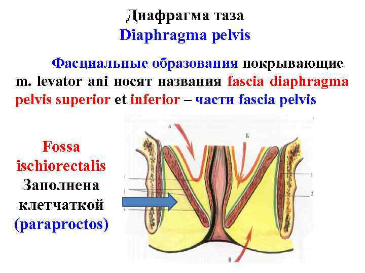 Диафрагма таза Diaphragma pelvis Фасциальные образования покрывающие m. levator ani носят названия fascia diaphragma