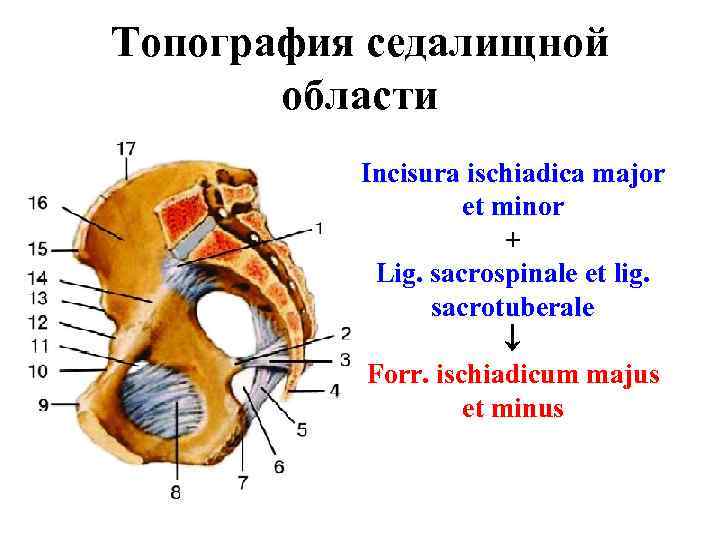 Топография седалищной области Incisura ischiadica major et minor + Lig. sacrospinale et lig. sacrotuberale