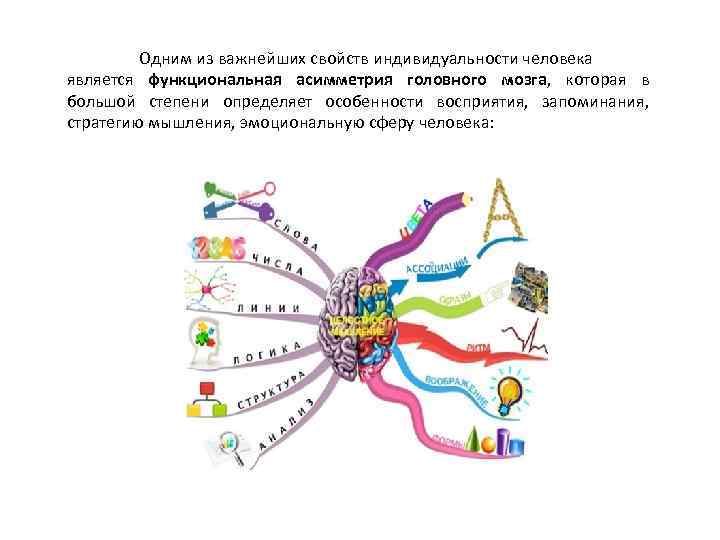 Одним из важнейших свойств индивидуальности человека является функциональная асимметрия головного мозга, которая в большой
