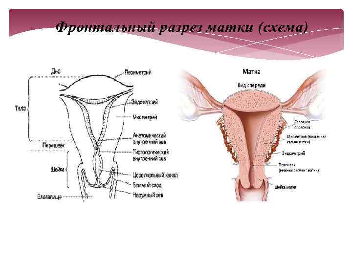 Фронтальный разрез матки (схема) 