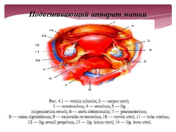 Подвешивающий аппарат матки Рис. 4. 1 — vesica urinaria; 2 — corpus uteri; 3