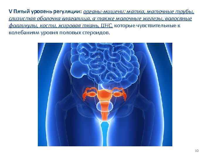 V Пятый уровень регуляции: органы-мишени: матка, маточные трубы, слизистая оболочка влагалища, а также молочные