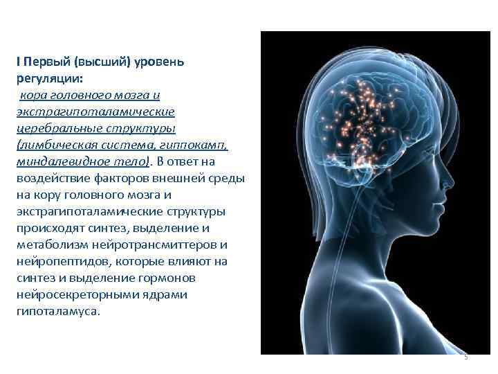 I Первый (высший) уровень регуляции: кора головного мозга и экстрагипоталамические церебральные структуры (лимбическая система,