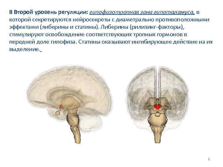 II Второй уровень регуляции: гипофизотропная зона гипоталамуса, в которой секретируются нейросекреты с диаметрально противоположными