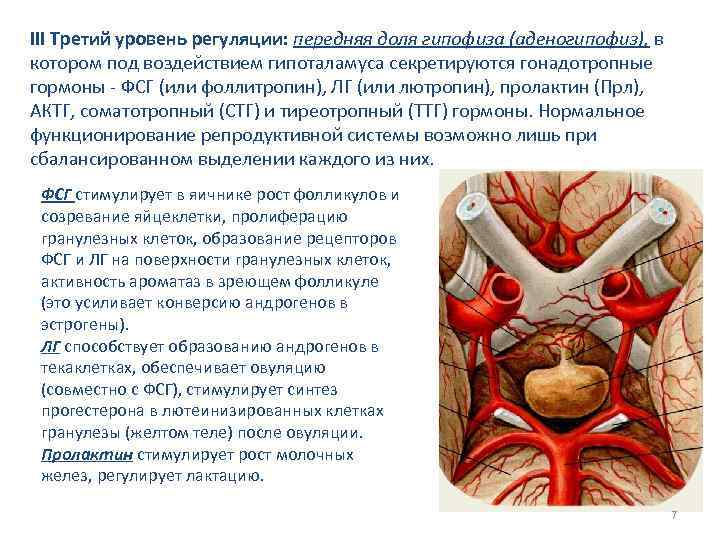 III Третий уровень регуляции: передняя доля гипофиза (аденогипофиз), в котором под воздействием гипоталамуса секретируются