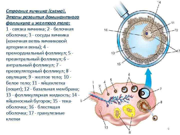 Строение яичника (схема). Этапы развития доминантного фолликула и желтого тела: 1 - связка яичника;