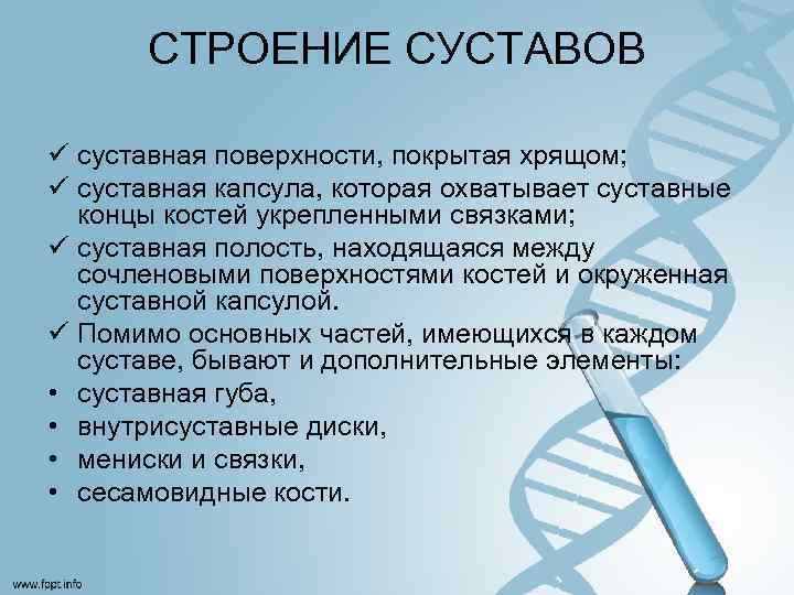 СТРОЕНИЕ СУСТАВОВ ü суставная поверхности, покрытая хрящом; ü суставная капсула, которая охватывает суставные концы