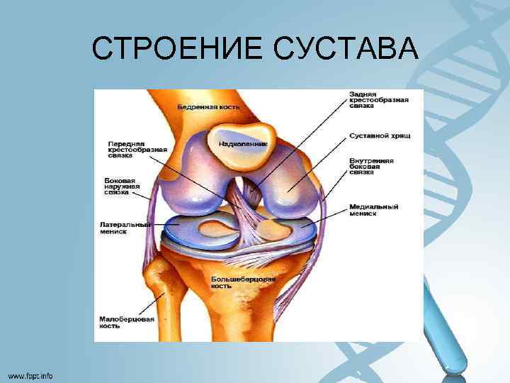 СТРОЕНИЕ СУСТАВА 