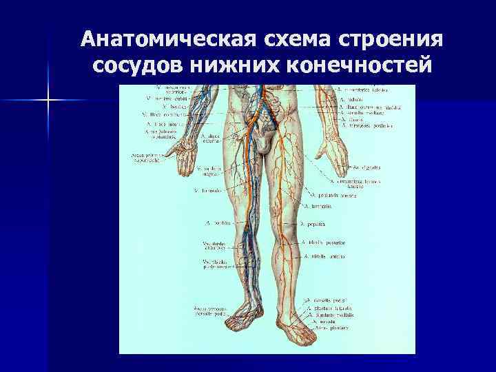 Фото вен и артерий на ногах человека расположение